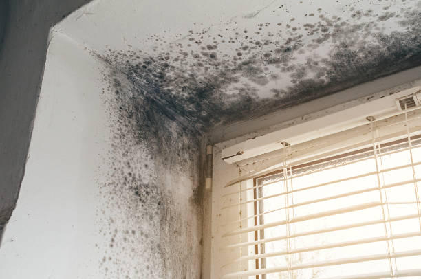 Affordable Hvac And Air Duct Mold Remediation solutions in Castalia, NC